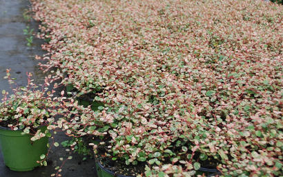 muehlenbeckia axillaris Tricolor